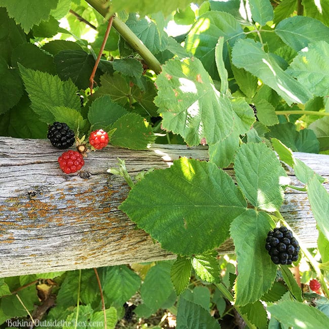 This French recipe for Low Sugar Blackberry jam tastes of fresh fruit and late summer sunshine. It takes less than half the sugar of a regular jam recipe