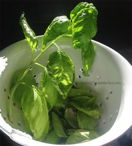 last_basil